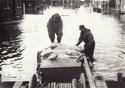 Transport der toten Schweine