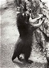 Maskottchen